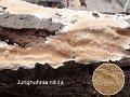 Junghuhnia nitida-amf1526